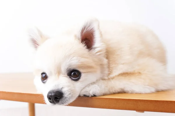 Hübscher Hund Auf Weißem Hintergrund — Stockfoto