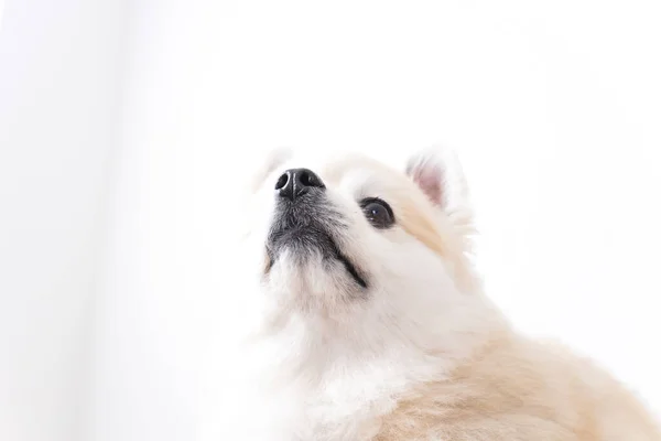 Cão Bonito Fundo Branco — Fotografia de Stock