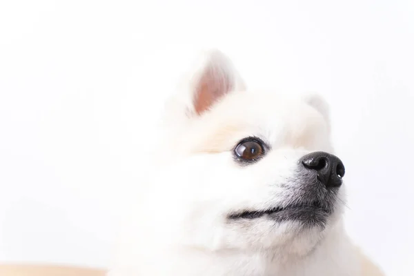Cão Bonito Fundo Branco — Fotografia de Stock