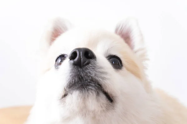 Красивая Собака Белом Фоне — стоковое фото