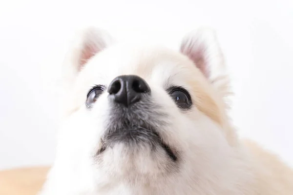 Cão Bonito Fundo Branco — Fotografia de Stock