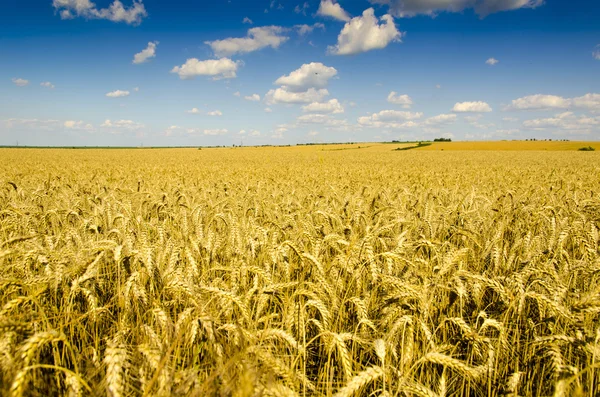 Złote żniwa pod błękitne niebo Zdjęcie Stockowe