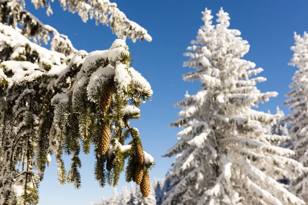 Tannenzapfen hängen am gefrorenen Baum. — Stockfoto