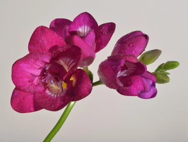 Fleur de freesia rose avec gouttes d'eau, isolée — Photo