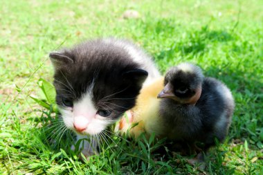 Yavru kedi ve bebek kız