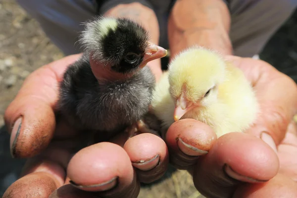 Chicks di Tangan — Stok Foto