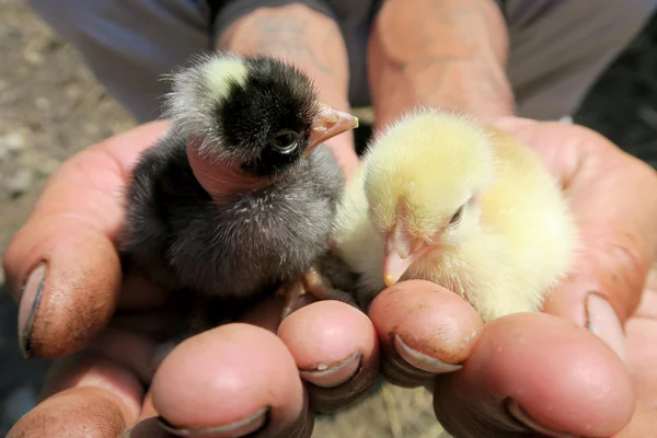 Chicks di Tangan — Stok Foto