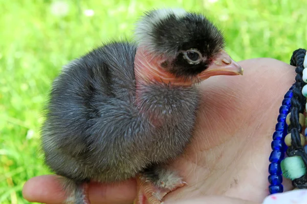 Bir piliç holding — Stok fotoğraf