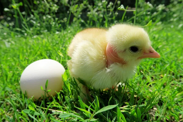 Pouco de galinha e ovo na grama — Fotografia de Stock