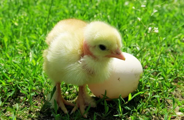 Pouco de galinha e ovo na grama — Fotografia de Stock