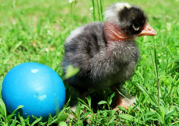 Ovos de Páscoa e galinhas na grama verde — Fotografia de Stock