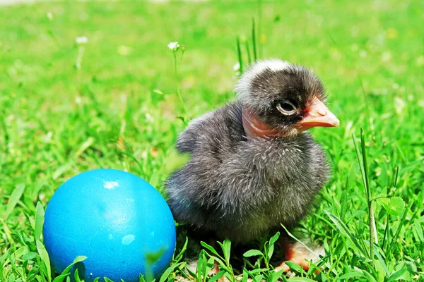 Πασχαλινά αυγά και κοτόπουλα σε πράσινο γρασίδι — Φωτογραφία Αρχείου