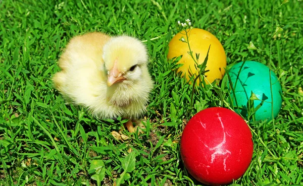 Ovos de Páscoa e galinhas na grama verde — Fotografia de Stock