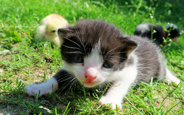 Filhotes de gatinho e bebê — Fotografia de Stock