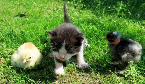 Yavru kedi ve bebek kız