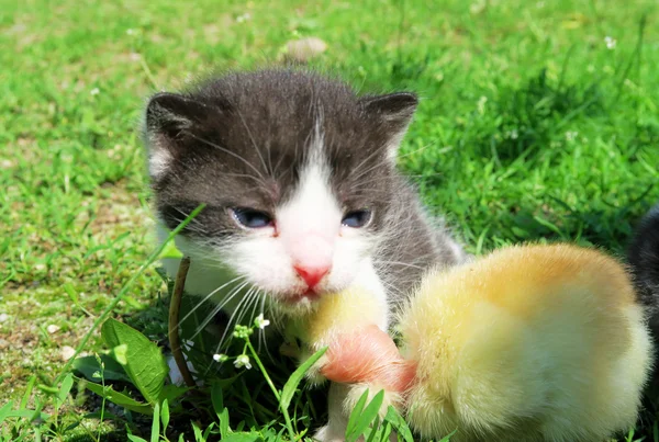 Kitten en baby kuikens — Stockfoto