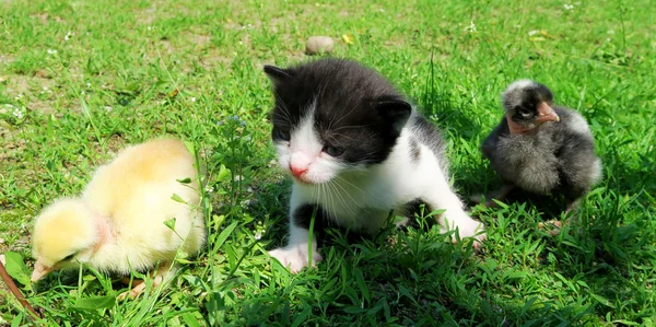 Gatito y polluelos — Foto de Stock