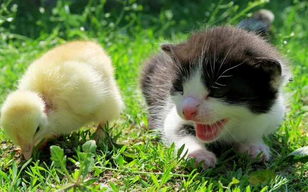 Kitten en baby kuikens Stockfoto