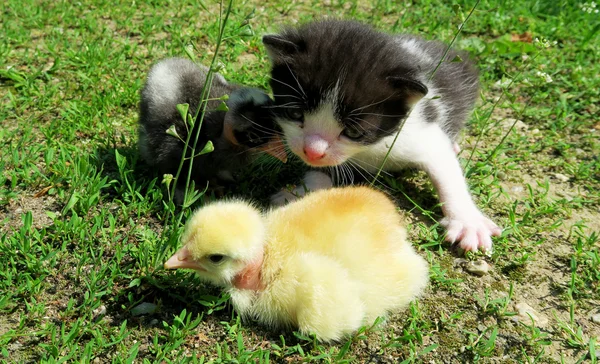 小猫和婴儿的小鸡 免版税图库照片