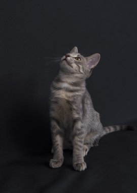 Yavru kedi kara günü