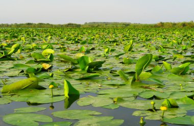 Zambak yastıkları Romanya ile Tuna Deltası