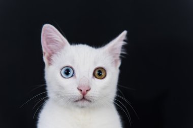 Benzersizlik kedi gözleri yeşil ve mavi ile beyaz