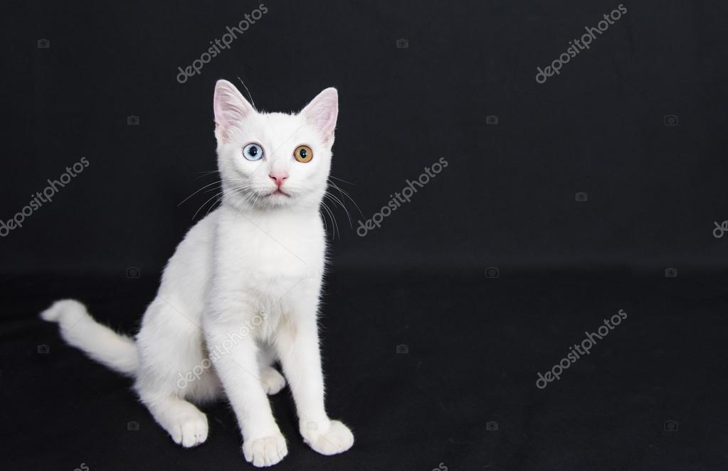 White Cat Green And Blue Eyes Stock Photo By C Varsescu White Cat Green And Blue Eyes Stock Photo By C Varsescu