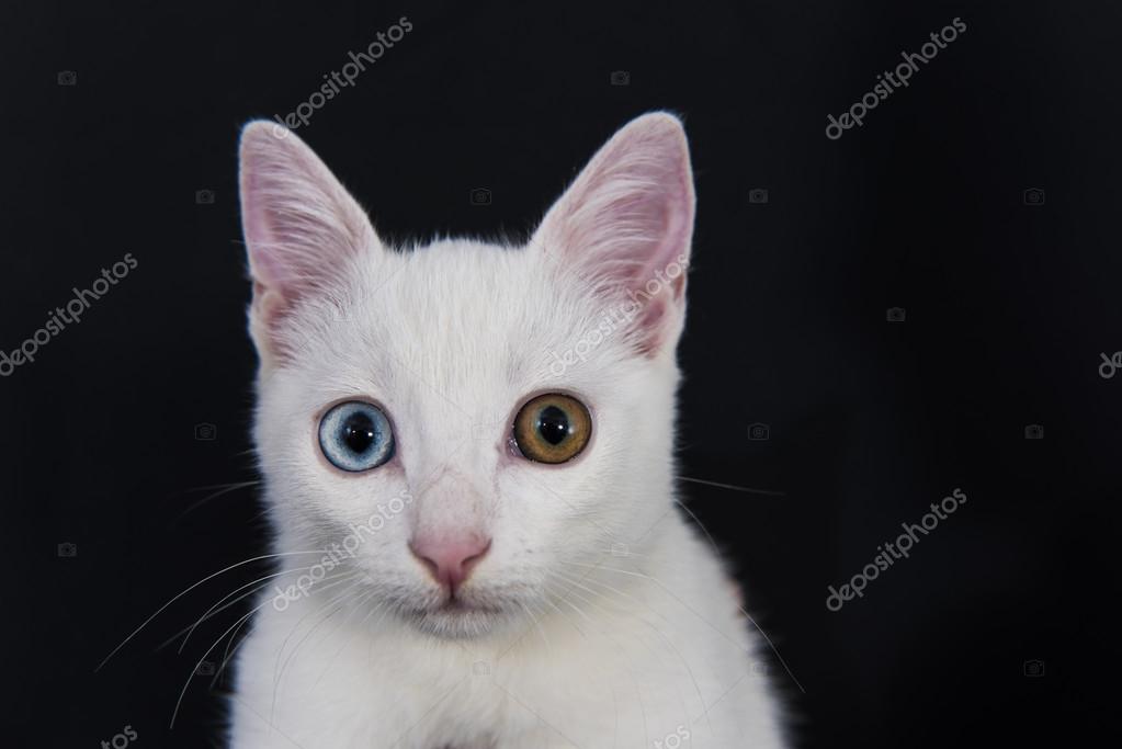 Einzigartigkeit Weiße Katze Mit Grünen Und Blauen Augen