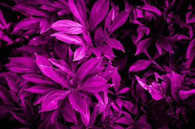 Mor bitkinin dokusu bahçede. Yüksek kalite fotoğraf