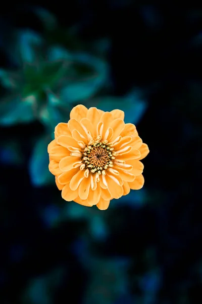 Fiori Arancio Sfondo Pianta Blu Scuro Foto Alta Qualità — Foto Stock