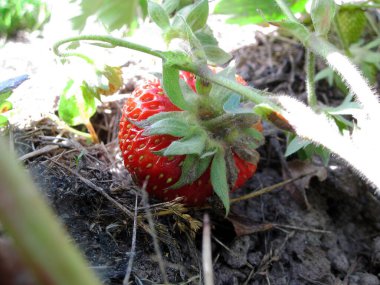 Fotoğrafta olgun çilek, kırmızı çilek ve yeşil yaprak var. Arka planda izole edilmiş meyvelerden oluşan çilek fotoğrafçılığı. Lezzetli taze çilekler yiyin.