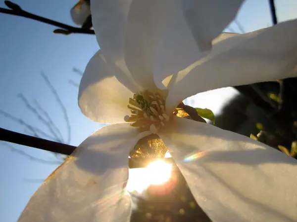 Άγρια Λουλούδι Ομορφιάς Νέκταρ Ανθίζει Στην Ύπαιθρο Τομέα Φύση Υπαίθρου — Φωτογραφία Αρχείου