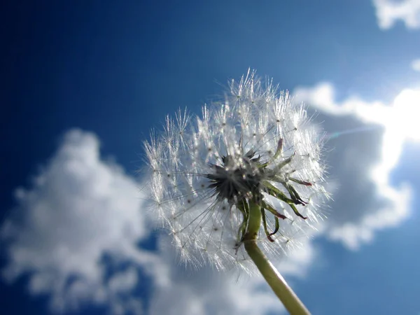 Wildschönheitsblume Mit Nektarblüte Der Feldlandschaft Naturlandschaft Bestehend Aus Wilden Hellen — Stockfoto