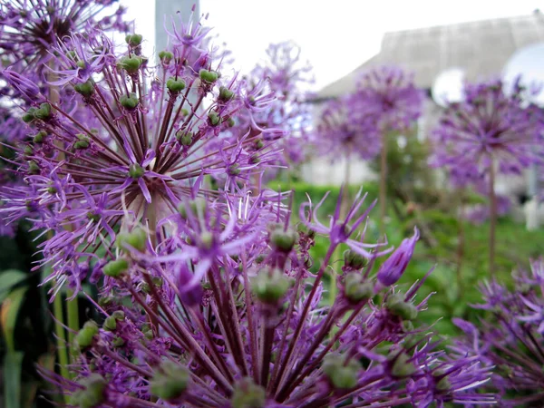Vadvirág Nektárral Virágzik Mezei Vidéken Természet Táj Álló Vad Fényes — Stock Fotó