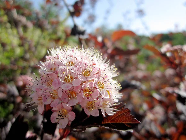 Fleurs Beauté Sauvage Avec Nectar Fleurissant Dans Campagne Des Champs — Photo