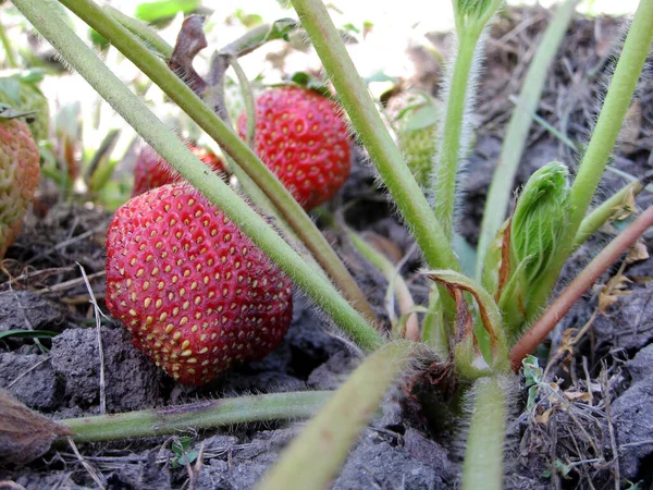 照片显示了成熟的浆果红色草莓 绿色的茎叶 草莓摄影包括水果 收获的作物等 背景孤立 吃美味的新鲜草莓 — 图库照片