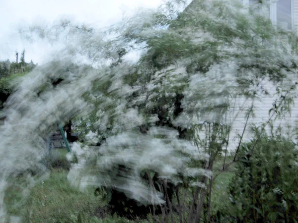 Flor Beleza Selvagem Com Néctar Florescendo Campo Campo Natureza Rural — Fotografia de Stock