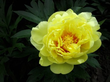 Kırsalda çiçek açan nektarlı vahşi bir çiçek. Tarlada açan yabani, parlak çiçeklerden oluşan doğa kırsalları. Kırsalda çiçek açan yabani bir çiçek..