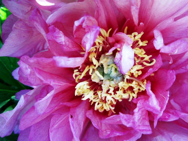 Flor Beleza Selvagem Com Néctar Florescendo Campo Campo Natureza Rural — Fotografia de Stock