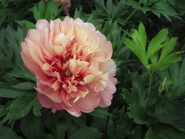 田園地帯に蜜が咲く野生の美しさの花 野に咲く野生の明るい花で構成される自然田園地帯 フィールド天然ハーブ田舎で咲く野生の小さな花 — ストック写真