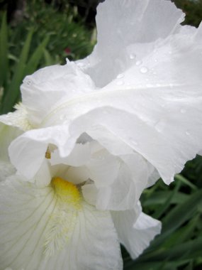 Kırsalda çiçek açan nektarlı vahşi bir çiçek. Tarlada açan yabani, parlak çiçeklerden oluşan doğa kırsalları. Kırsalda çiçek açan yabani bir çiçek..