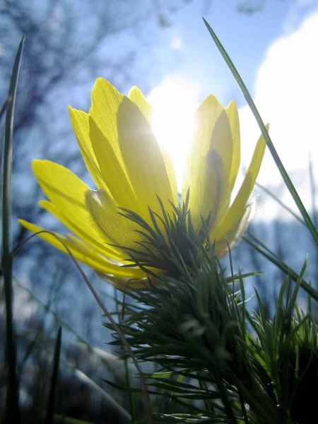 Vad Virág Adonis Vernalis Nektár Virágzik Mezei Vidéken Természet Amely — Stock Fotó