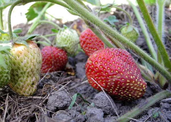 Foto Mostra Morango Vermelho Baga Madura Inteiro Folha Caule Verde — Fotografia de Stock