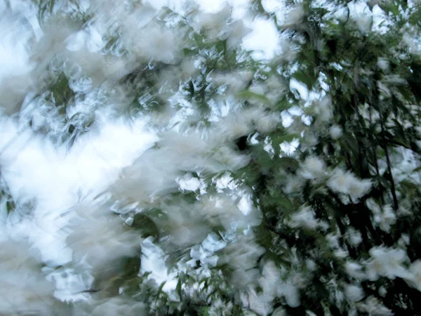 Fleurs Beauté Sauvage Avec Nectar Fleurissant Dans Campagne Des Champs — Photo