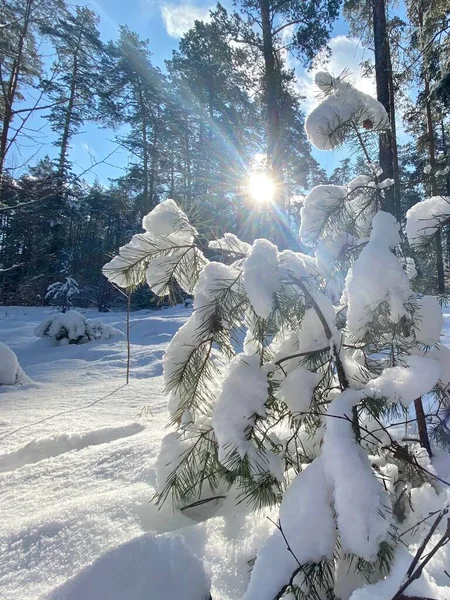 Photography on theme winter snow forest, beautiful bright sunset. Photo consisting of sunset winter snow forest in midst of wild trees. Sunset in winter snow forest it natural nature without people.