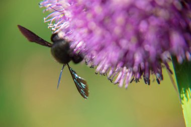 Vahşi güzellik çiçekleri tarlada açan arılarla birlikte dikeni dikeni diker. Doğa, çiçek açan parlak çiçek arısından oluşmaktadır. Allison echinops devedikeni. Çiçek açan küçük arılar alyum ekinlerin devedikeni.