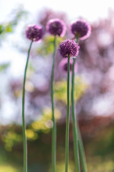생지의 아름다운 꽃알리움 톱스는 들판에서 화밀로 엉겅퀴를 만든다 것으로 구성된 — 스톡 사진
