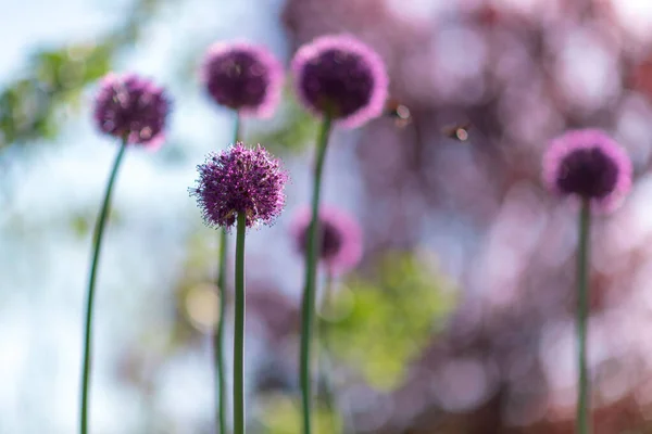 Wilde Einheimische Schönheitsblüte Allium Echinops Distel Mit Nektarblüte Feld Natur — Stockfoto