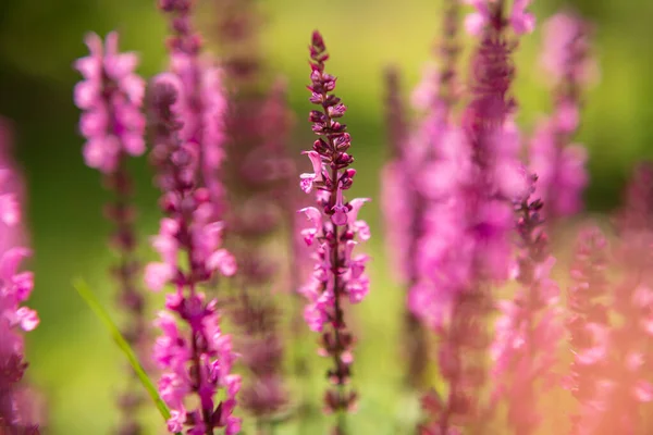 Vild Skönhetsblomma Med Nektarblomning Åkern Naturen Landsbygd Som Består Vilda — Stockfoto