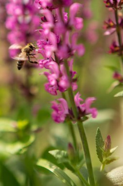Kırsalda çiçek açan nektarlı yabanarısı. Kırsal kesimde arılardan, tarlada açan parlak yabani çiçeklerden oluşuyordu. Tarladaki doğal otlar. Yabani çiçekler. Kırsalda arılarla çiçek açıyor..